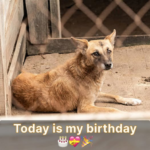 I feel so sorry for myself because it’s my birthday today and I still haven’t gotten any birthday wishes. image