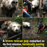 Missing Dog Found Trapped in Mud image