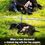 Starving and Chained With Her Tiny Puppies image