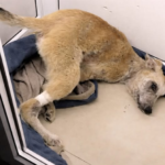 They Left Him for Dead in the Trash. What Happened Next Saved Everyone’s Faith in Humanity image