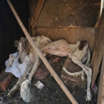 She Lay Frozen in Trash, Waiting to Die. What Santa Did Next Left Rescuers in Tears image