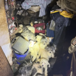 47 Dogs Hidden Inside Abandoned Home image